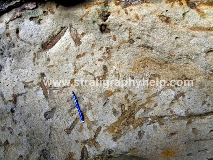 ophiomorpha-skolithos-ichnofacies-ichnofossils-ichnofabrics-bioturbation-index-ichnology-trace-fossils-sequence-stratigraphy-clastic-reservoirs-aapg-field-trips-nautilus-fie