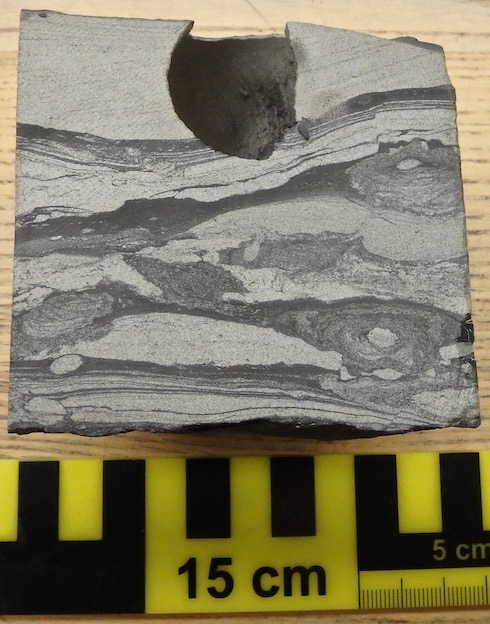 Asterosoma Bioturbation